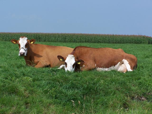 cowsInLandScape